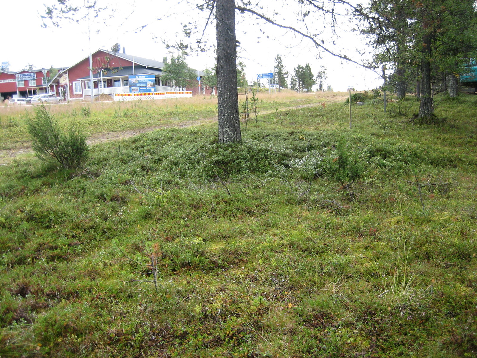 Etualalla kasvavien mäntyjen takana kulkee polku. Taustalla on ostoskeskusrakennus.