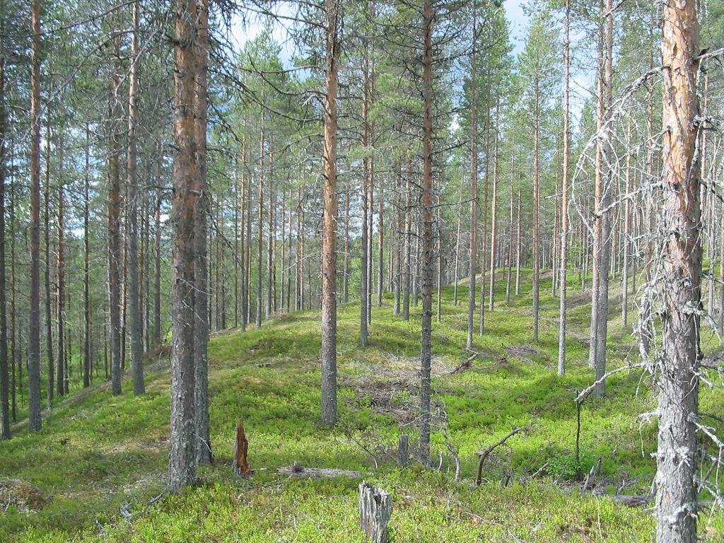 Kesäinen mäntymetsä kasvaa harjumaisessa maastossa.