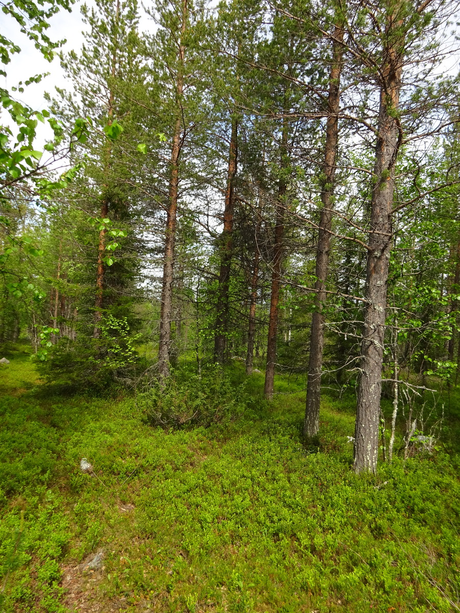 Kesäisessä sekametsässä kasvaa koivuja, katajia, kuusia ja mäntyjä.