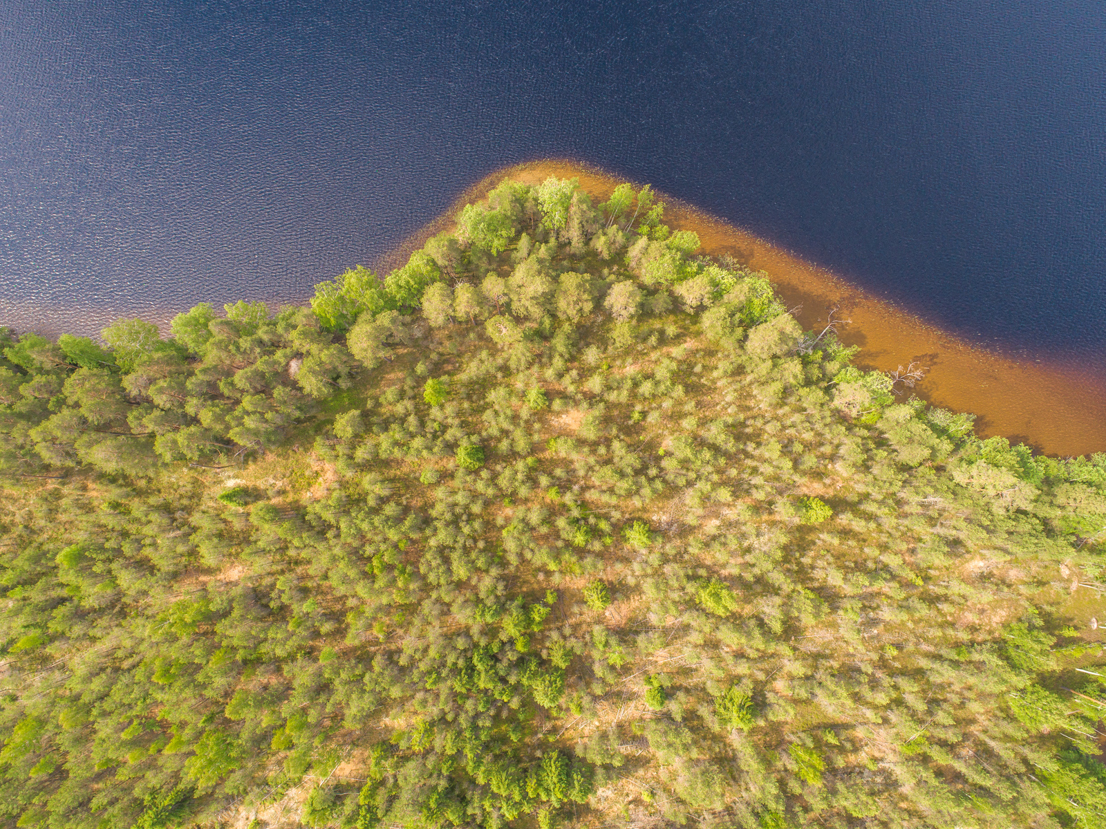 Kesäinen metsä reunustaa järveä mutkittelevassa rantaviivassa. Ilmakuva.