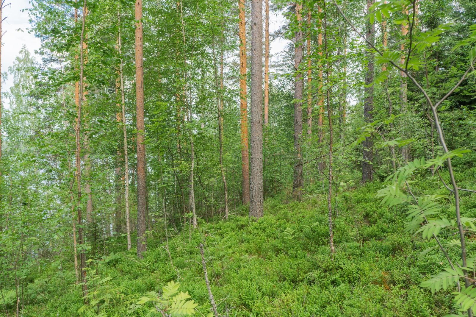 Rantaan laskeutuvassa rinteessä kasvaa kesäinen sekametsä. Puiden takana häämöttää järvi.