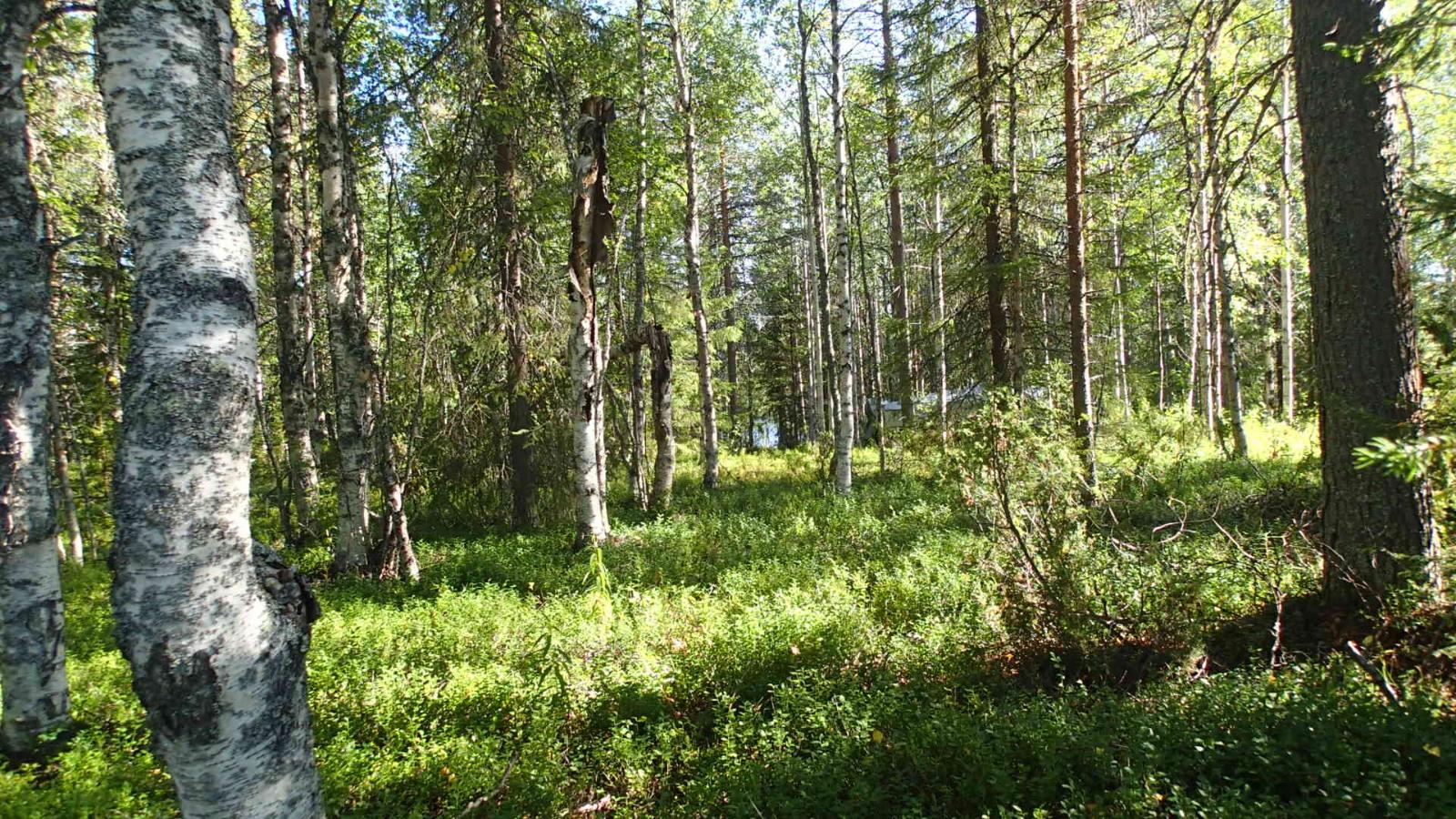 Aurinko paistaa sekametsään ja luo puiden varjoja aluskasvillisuuteen.