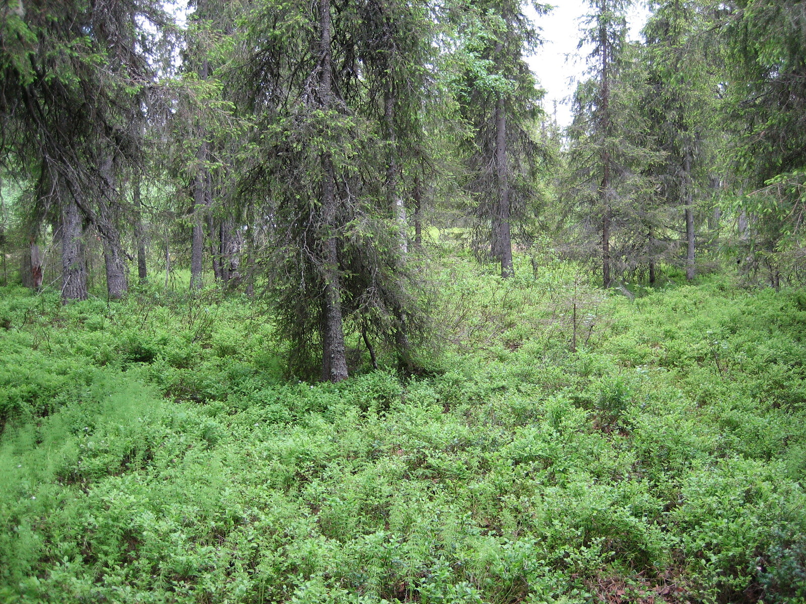 Kuusivaltaisessa metsässä kasvaa runsaasti mustikanvarpuja.