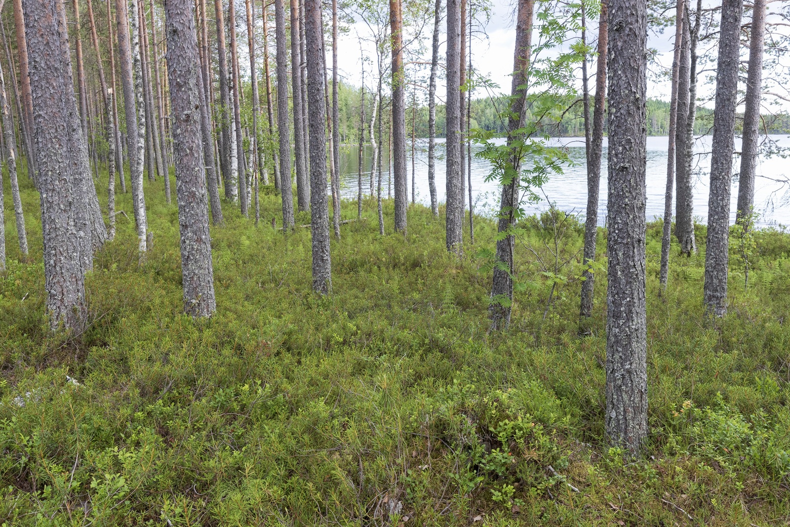 Avaran mäntyvaltaisen metsän takana avautuu järvimaisema.