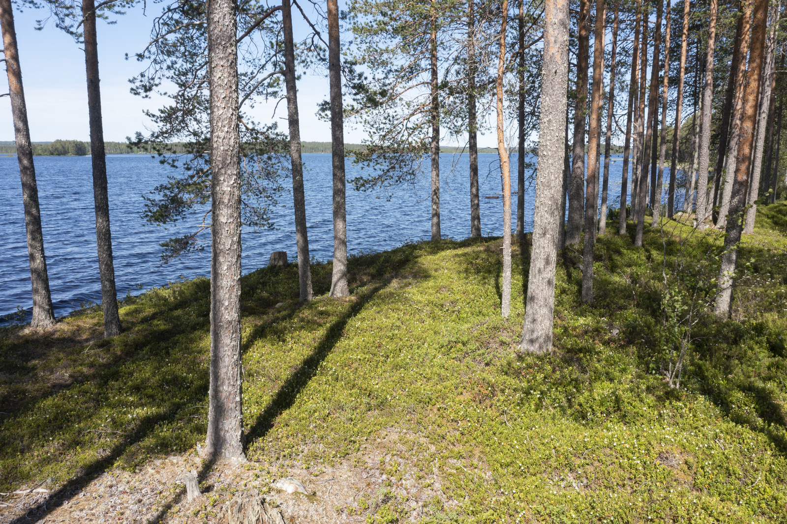 Rannassa väljästi kasvavien mäntyjen takana avautuu kesäinen järvimaisema.