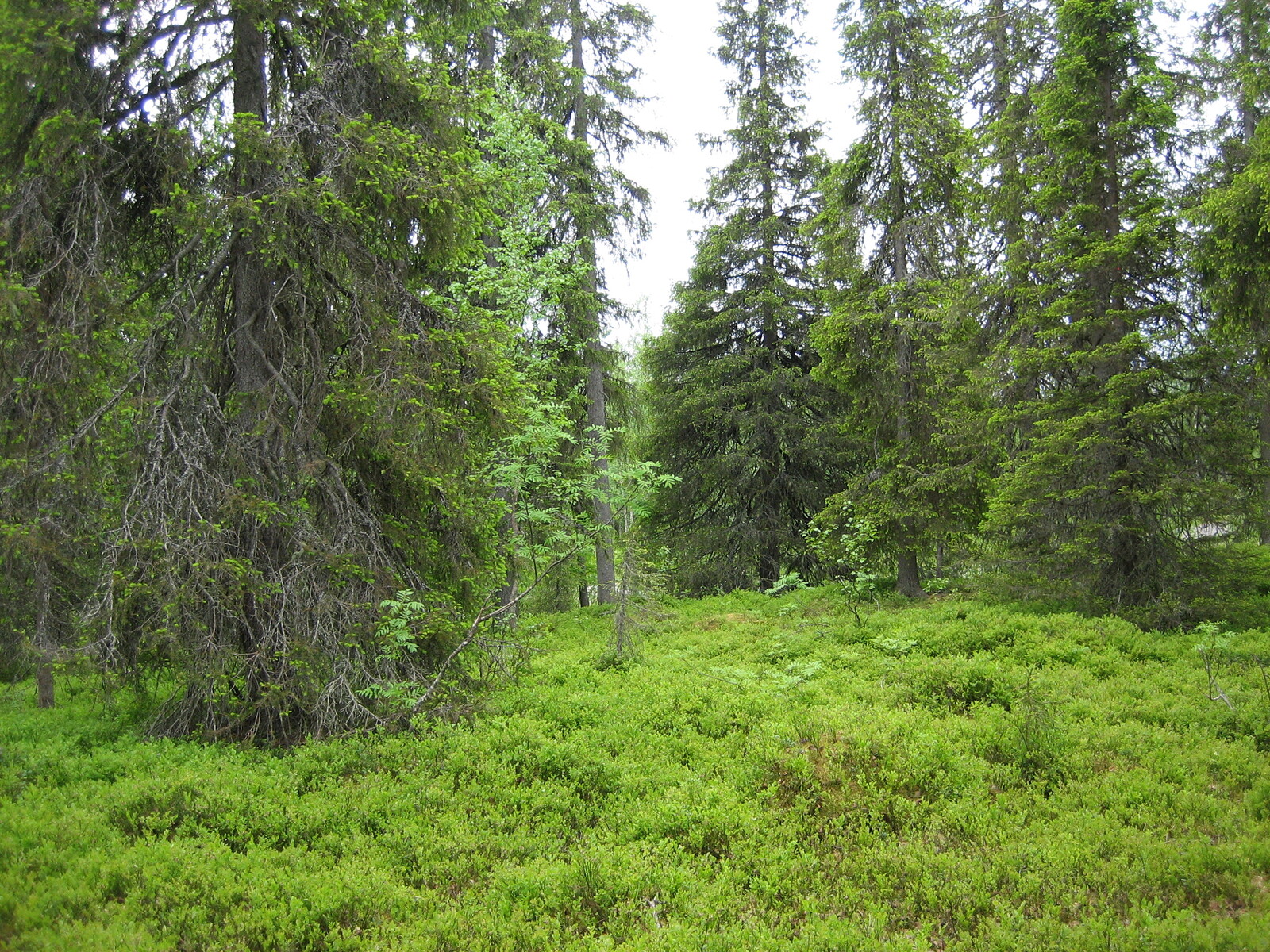 Kuusivaltaisessa metsässä alkukesän vehreyttä ja runsaasti mustikanvarpuja.