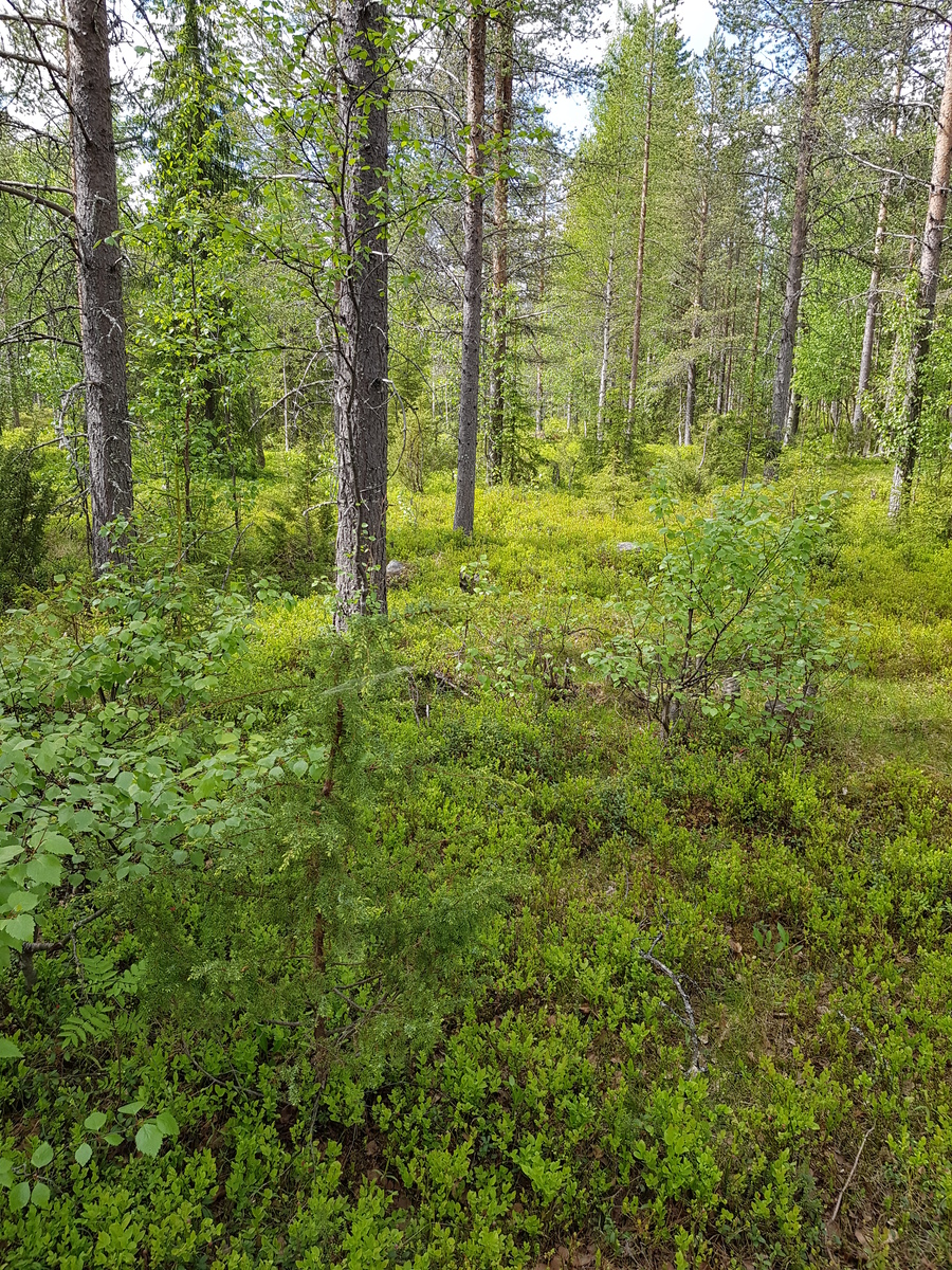 Kesäisessä sekametsässä kasvaa mäntyjä, kuusia, katajia ja koivuja.