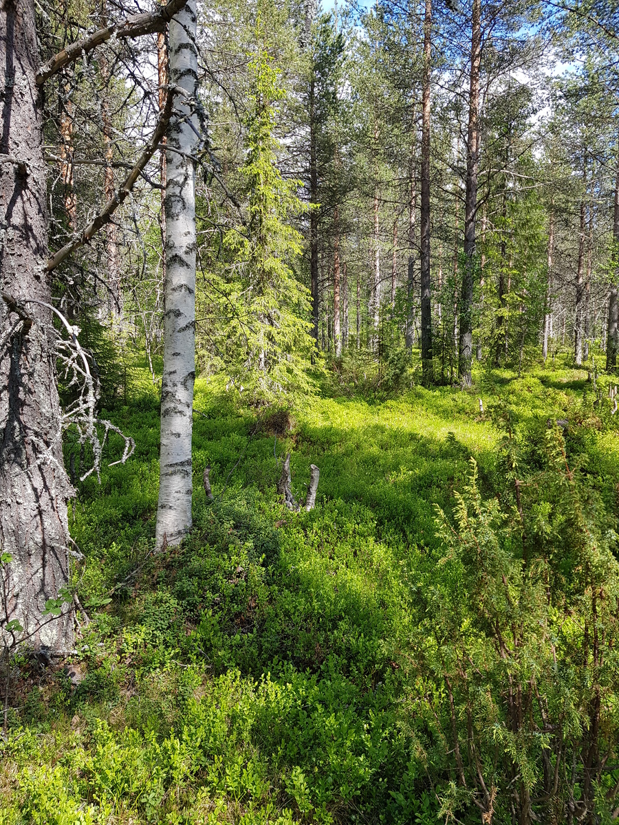 Aurinko paistaa kesäiseen metsään, jossa kasvaa koivuja, mäntyjä, katajia ja kuusia.