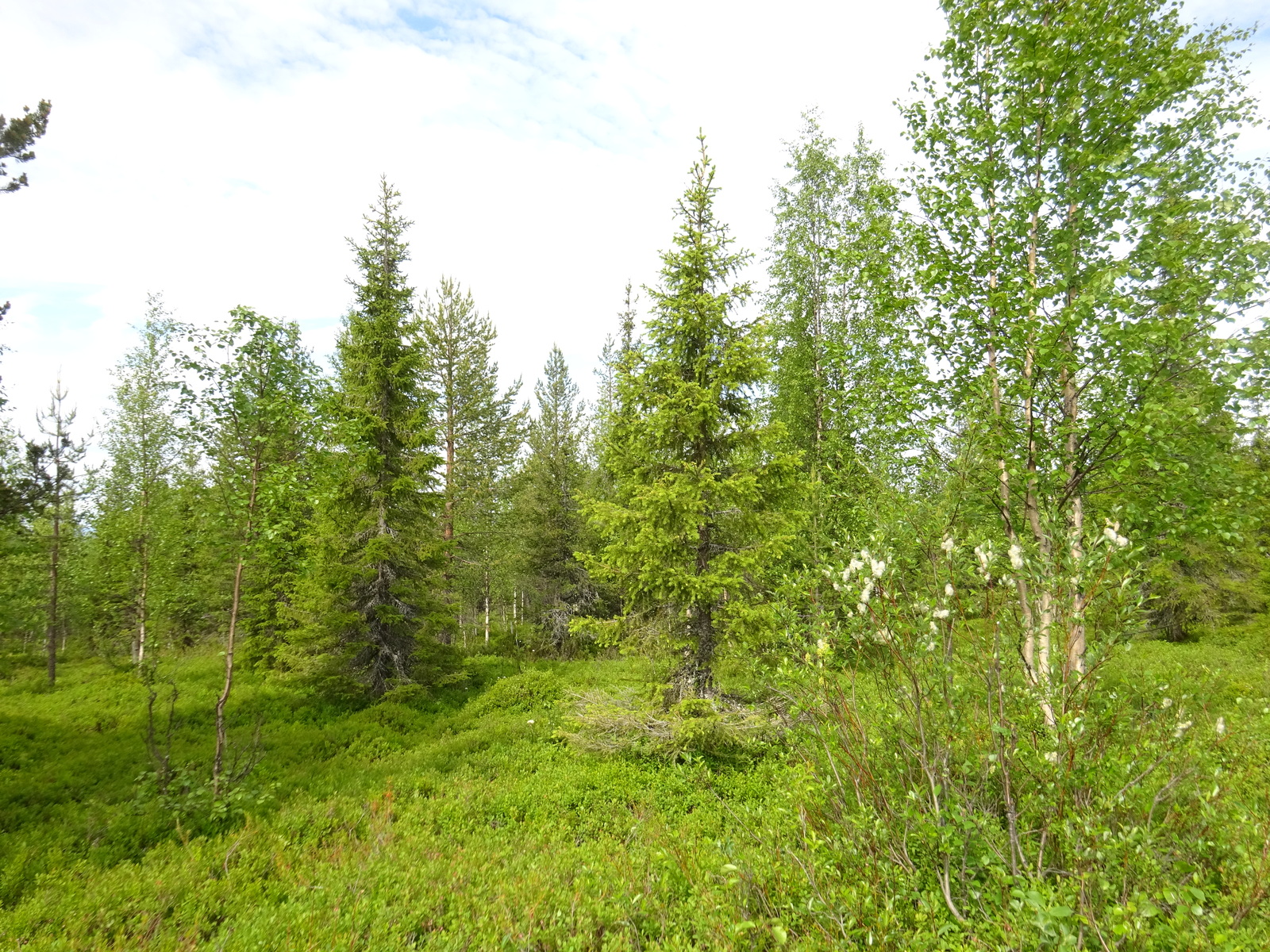 Aurinko paistaa vehreään sekametsään, jossa kasvaa muun muassa koivuja, kuusia ja mäntyjä.