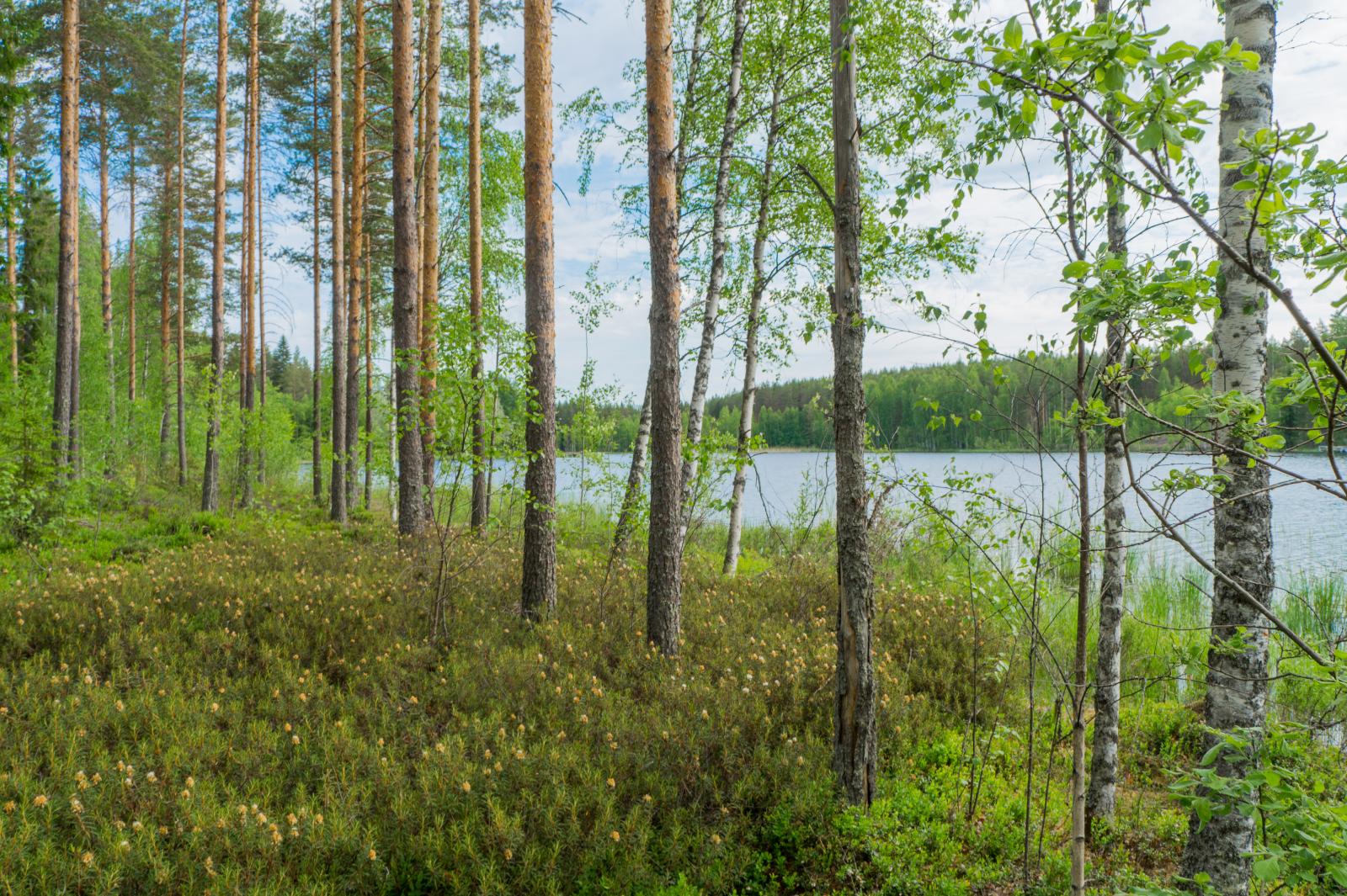 Rannassa väljästi kasvavien koivujen ja mäntyjen takana avautuu kesäinen järvimaisema.