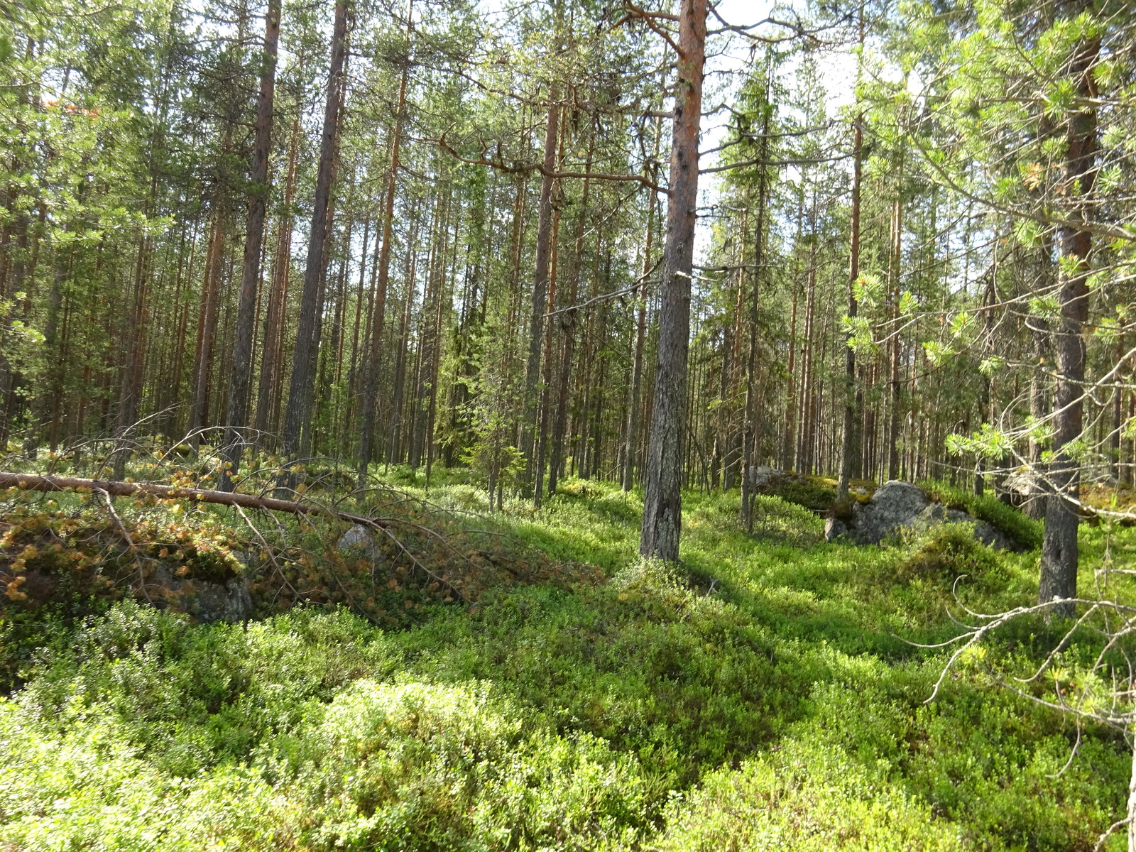 Kesäisessä mäntymetsässä on kivenlohkareita. Vasemmalla on kaatunut puu.