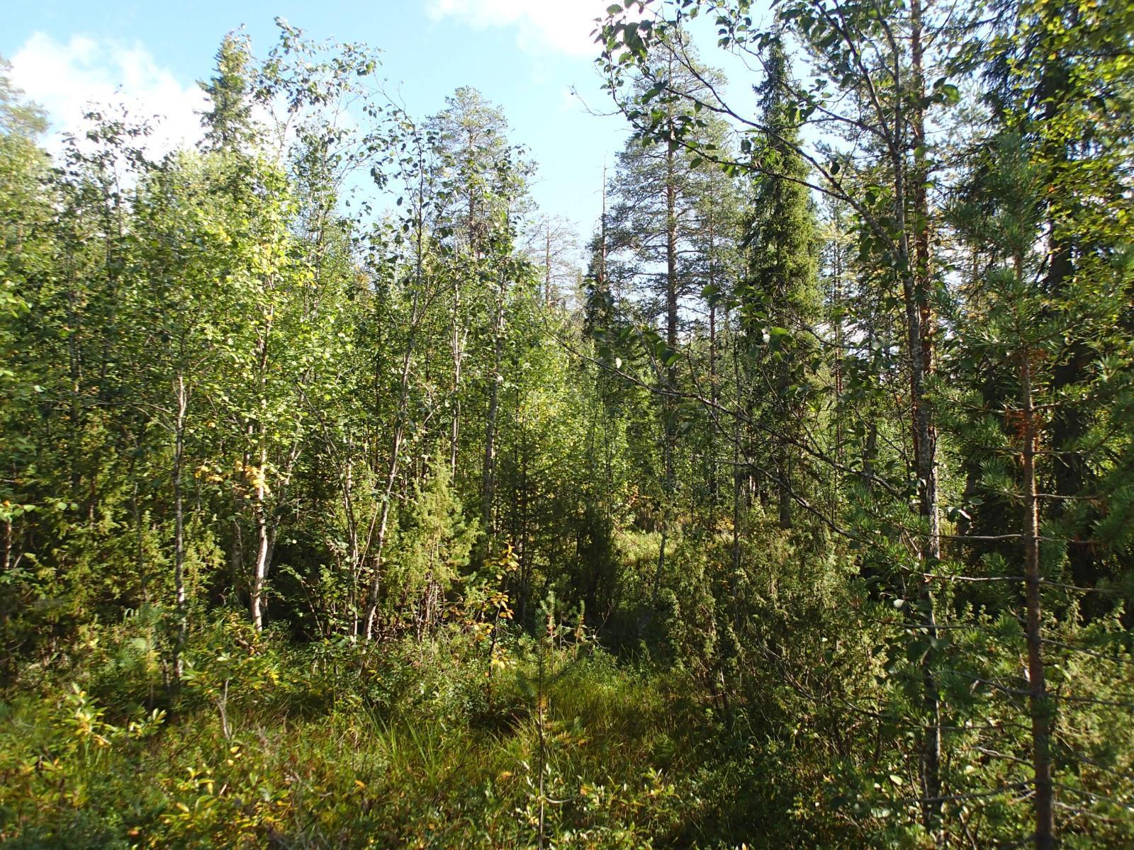 Aurinko paistaa tiheäkasvuiseen sekametsään.