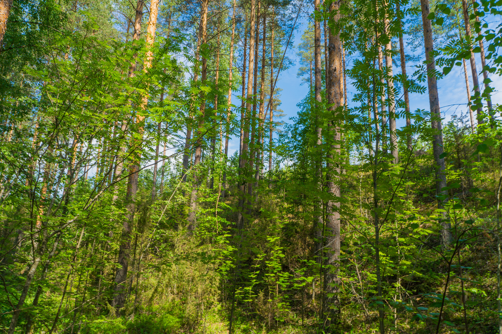 Rinteessä kasvavassa mäntymetsässä on myös vehreitä pihlajia.