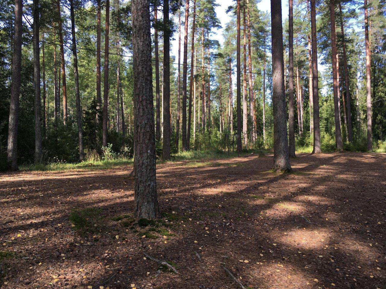 Aurinko paistaa kesäiseen sekametsään. Etualalla on aluskasviton alue, jolla kasvaa mäntyjä.