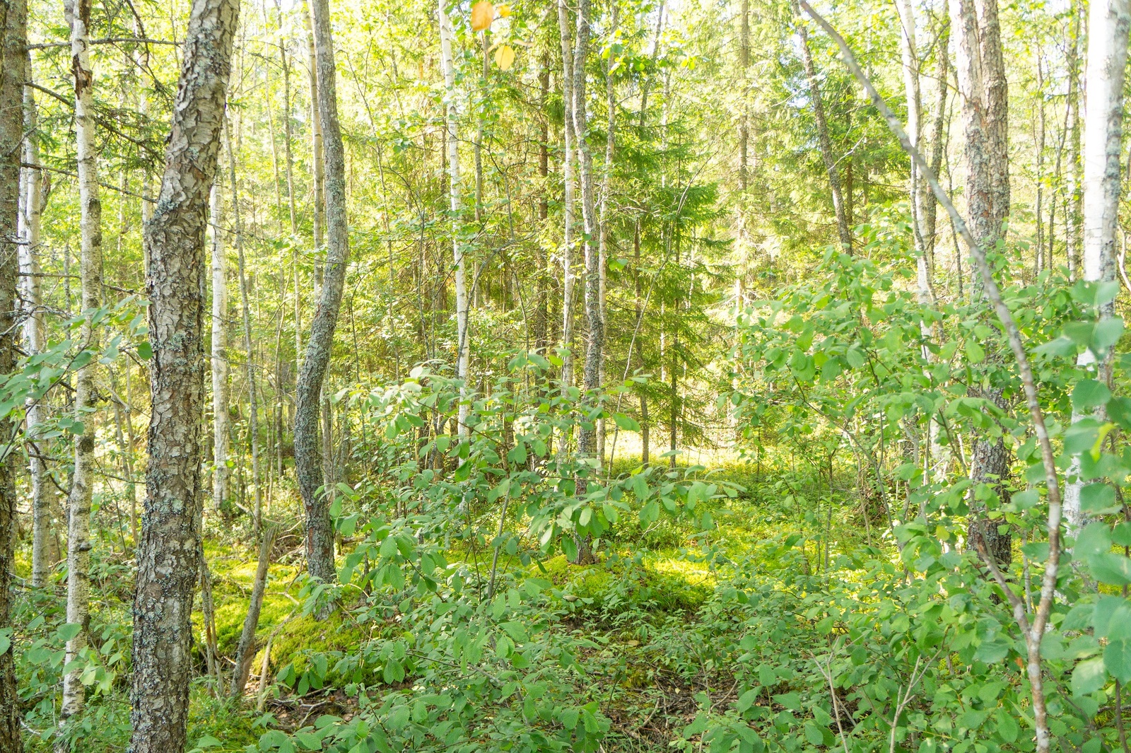 Aurinko paistaa kesäisen vehreään sekametsään.