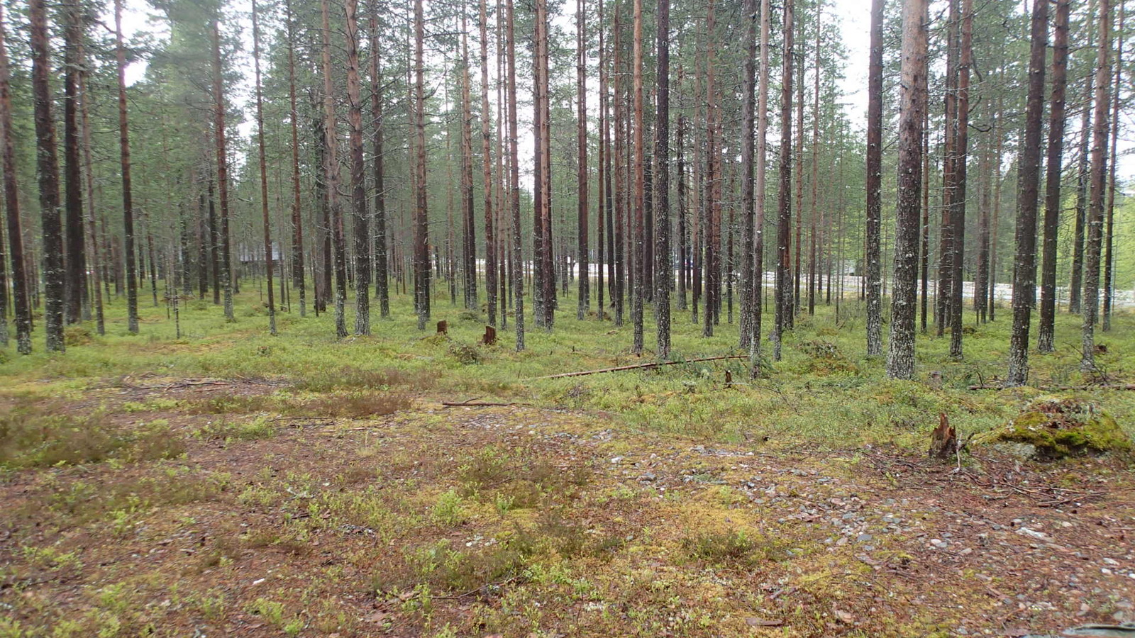 Avaran mäntykankaan takana kulkee tie. Etualalla on puuton alue.