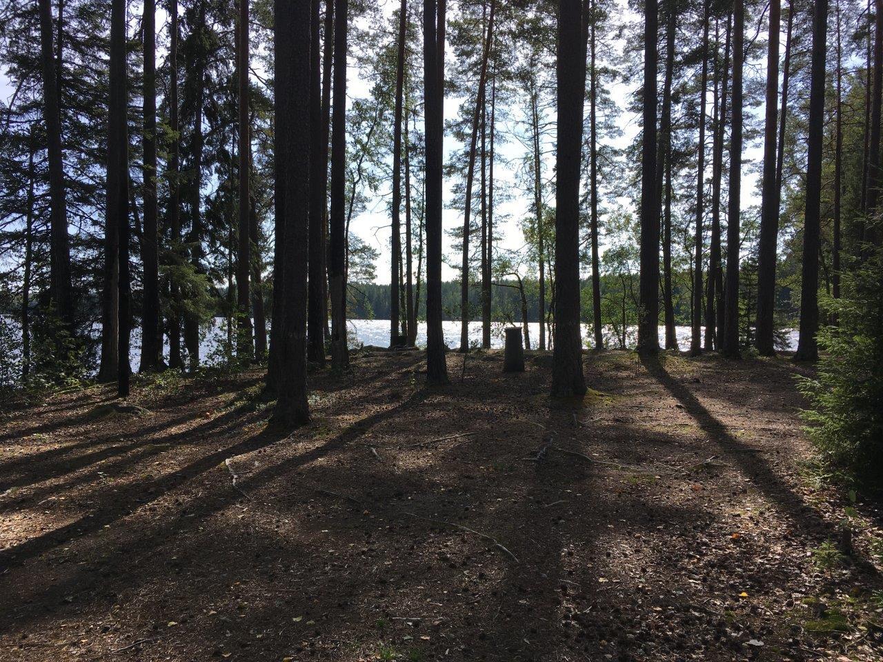 Rannan tuntumassa kasvavien havupuiden takana häämöttää järvi. Etualalla on kulunut maanpinta.