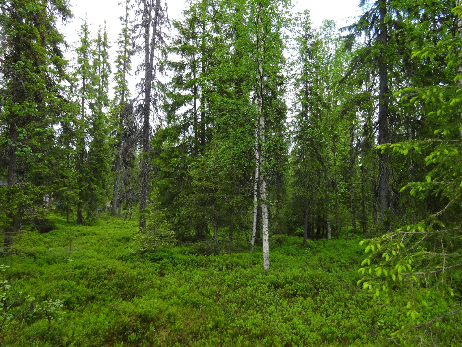 Kuusissa on runsaasti nuoria versoja eli kuusenkerkkiä. Metsän kenttäkerroksessa kasvaa mustikkaa.