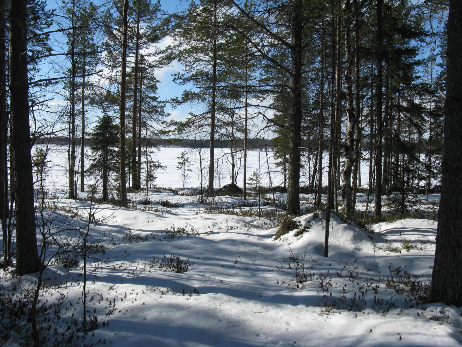 Havupuuvaltaisessa metsässä on maassa lumipeite. Taustalla häämöttää jäätynyt järvi.
