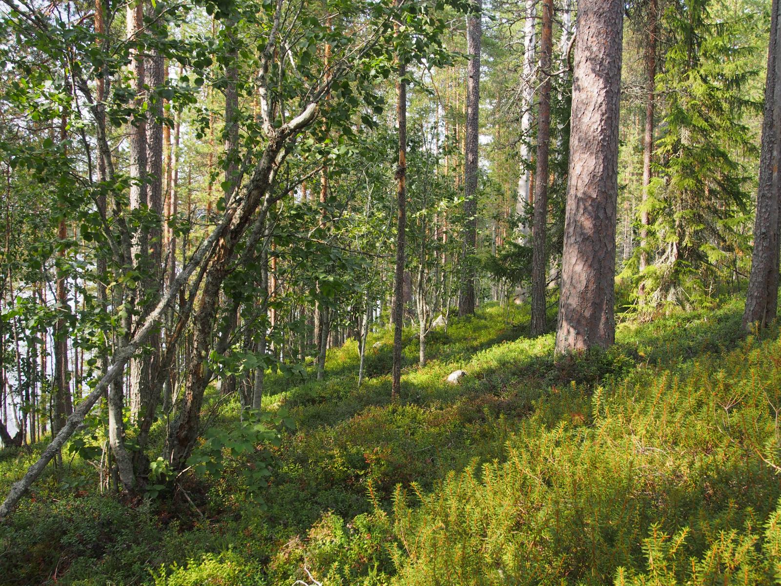 Valoisa mäntyvaltainen metsä kasvaa loivassa rinteessä rannalla. Puiden takana häämöttää järvi.