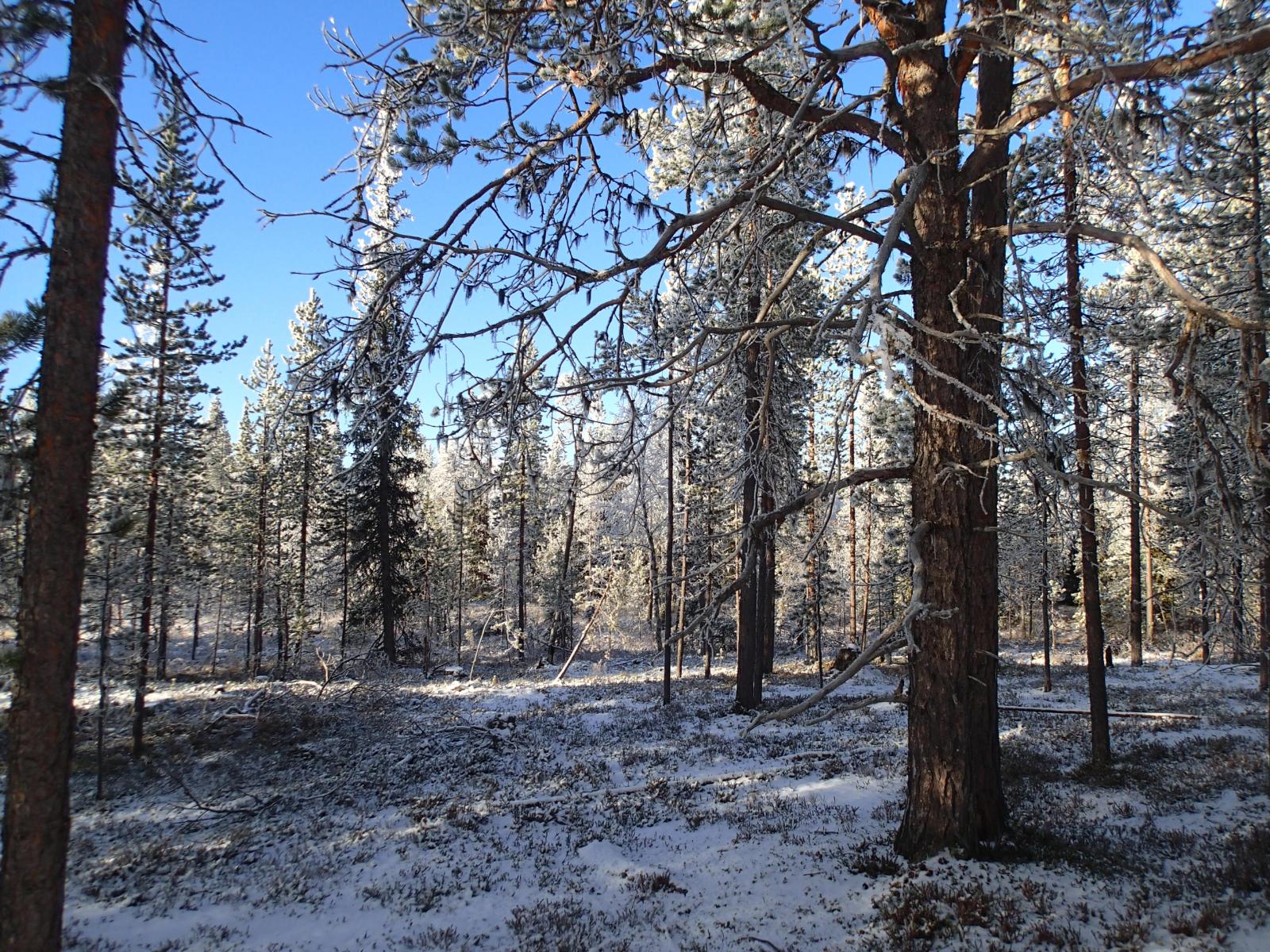 Kangasmetsä peittyneenä kuuraan aurinkoisena päivänä.