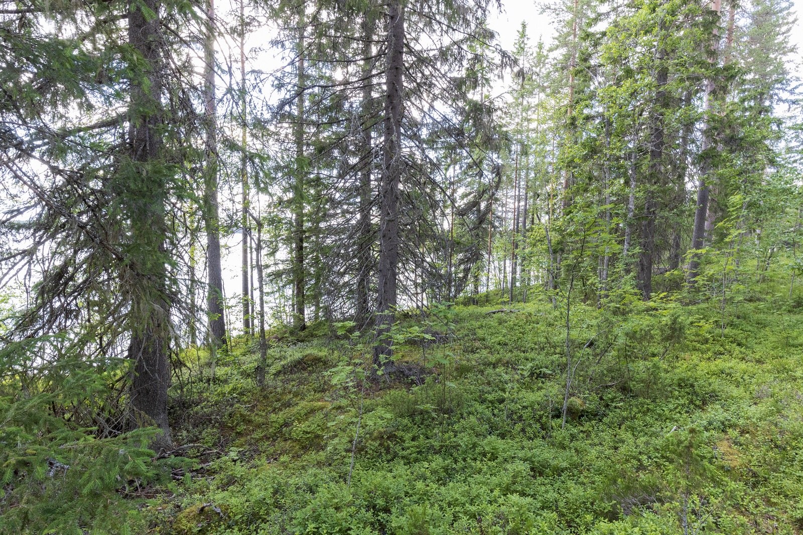 Rannalla kasvaa suuria kuusia ja vehreitä lehtipuita. Niiden takana häämöttää järvi.