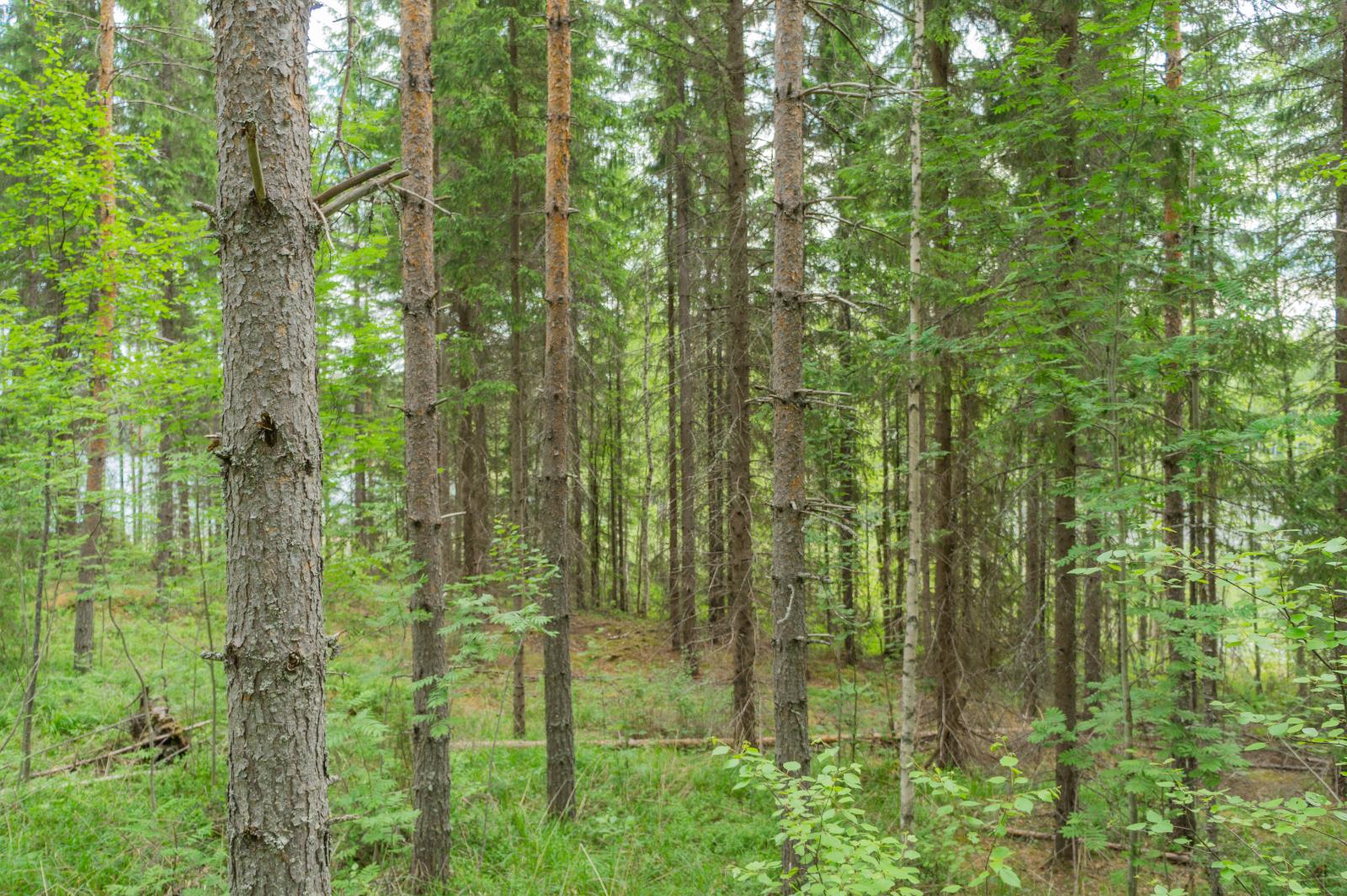 Kesäisessä sekametsässä kasvaa koivuja, pihlajia, mäntyjä ja kuusia. Taustalla häämöttää järvi.