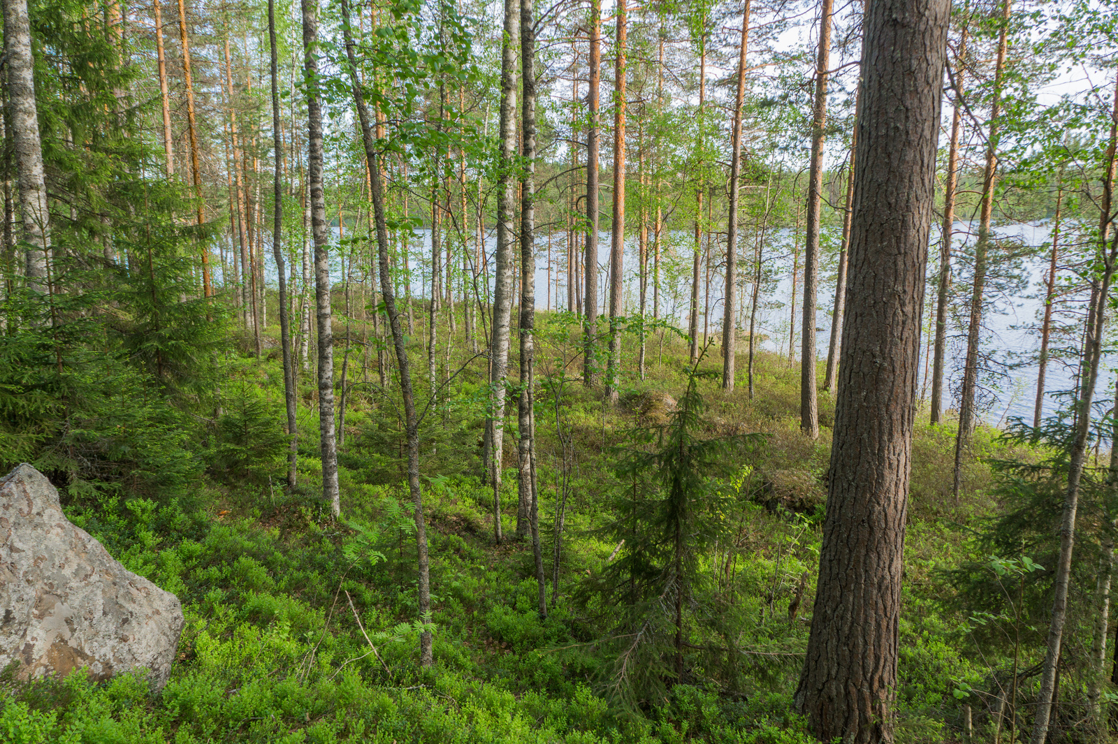 Avara sekametsä kasvaa rannan tuntumassa. Taustalla häämöttää järvimaisema.