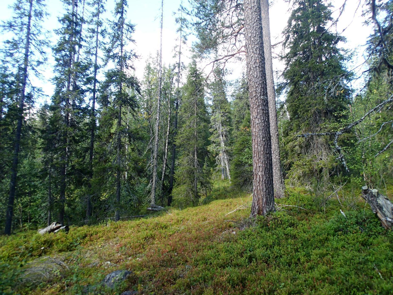 Havupuuvaltainen metsä kasvaa kumpuilevassa maastossa.