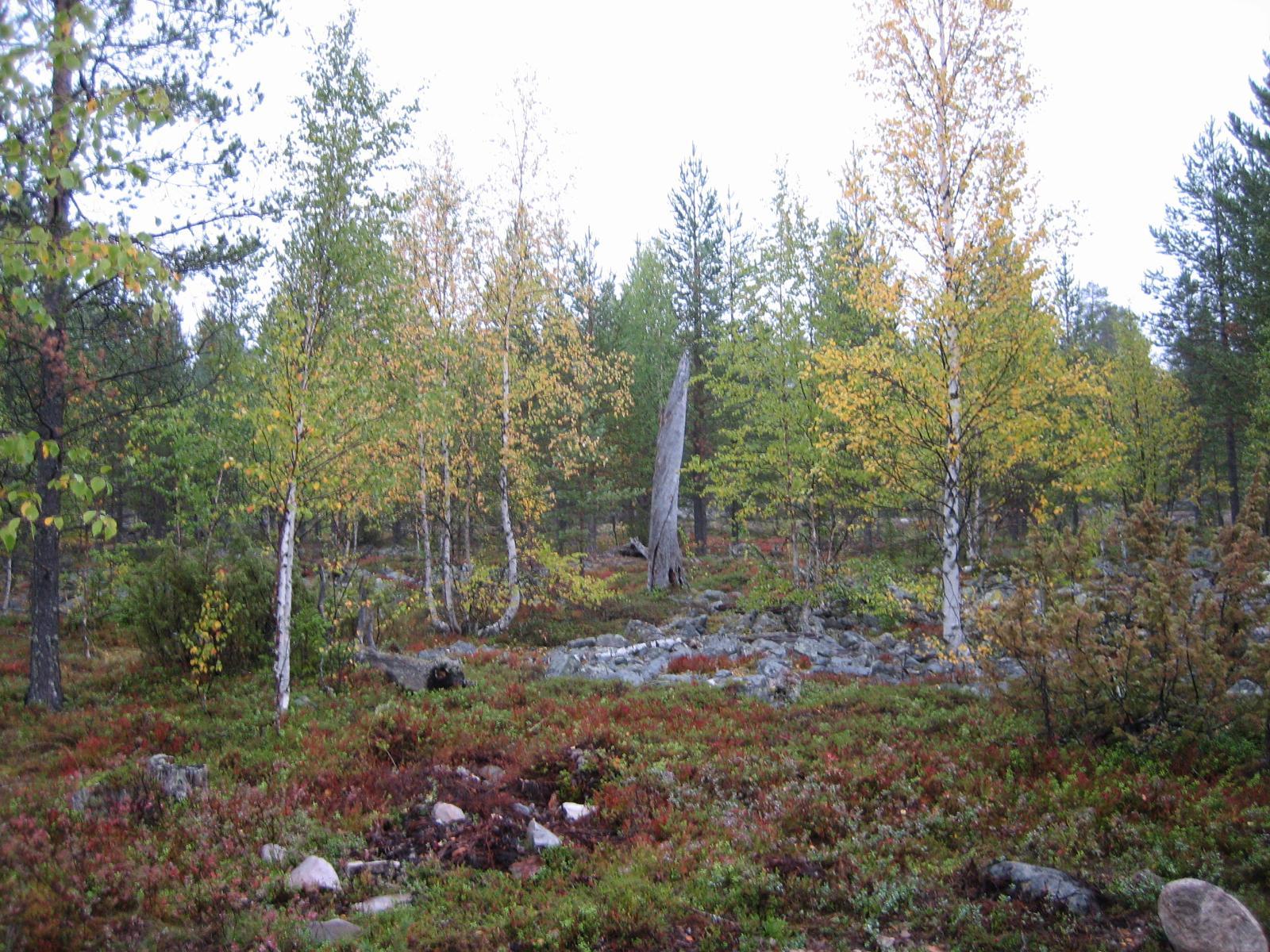 Sekametsän koivut ja varpukasvit ovat ruskan sävyissä. Metsän keskellä kivikkoa ja kelopuu.