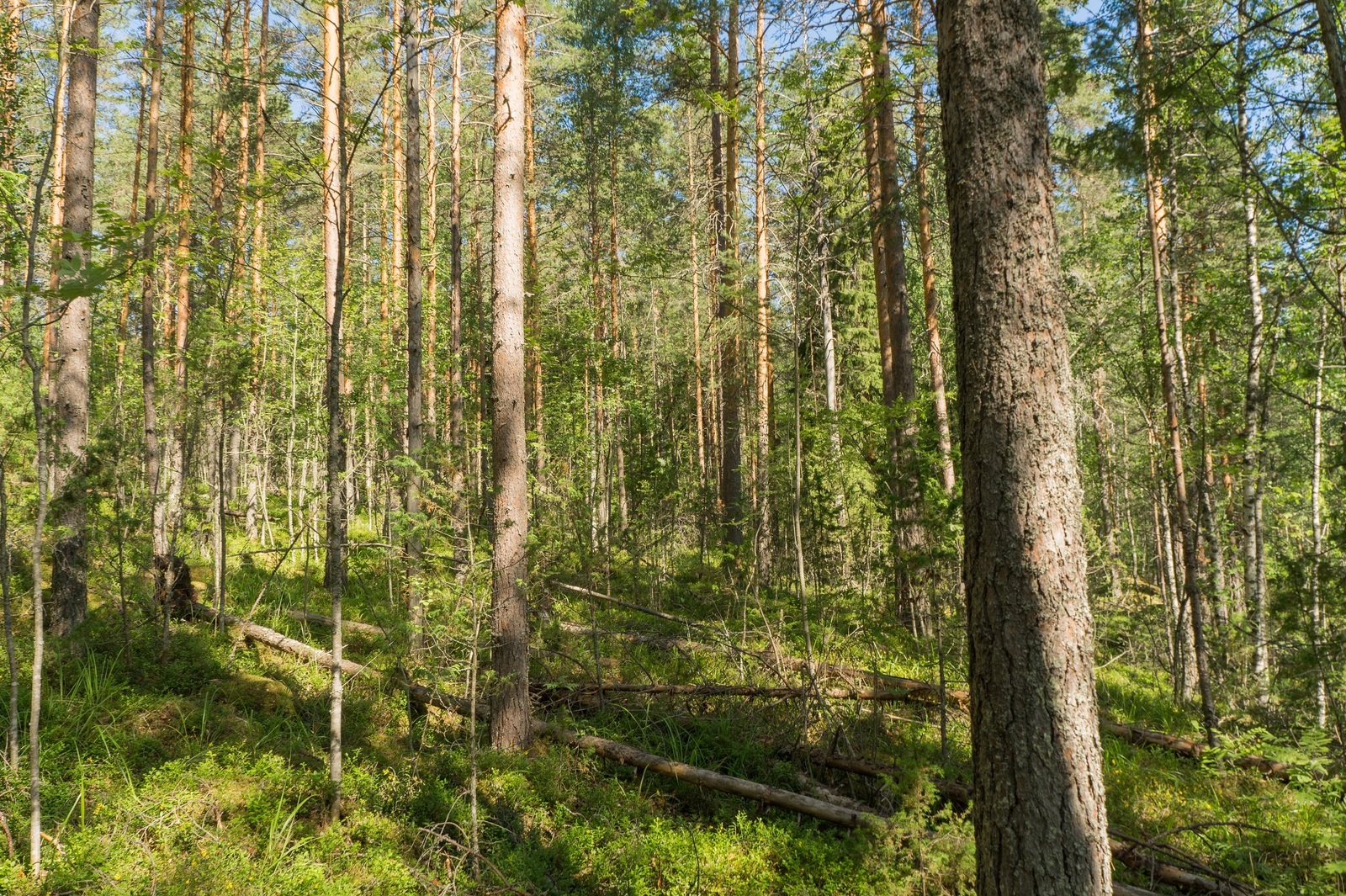 Kesäisessä mäntyvaltaisessa metsässä kasvaa myös lehtipuita. Maassa on kaatuneita puita.