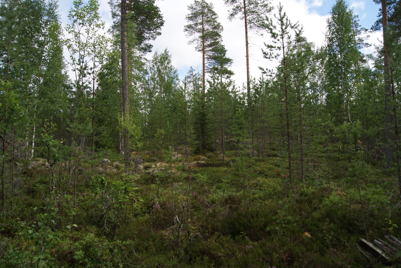 Kesäisessä sekametsässä kasvaa eri-ikäisiä puita. Maassa on kivikkoa.