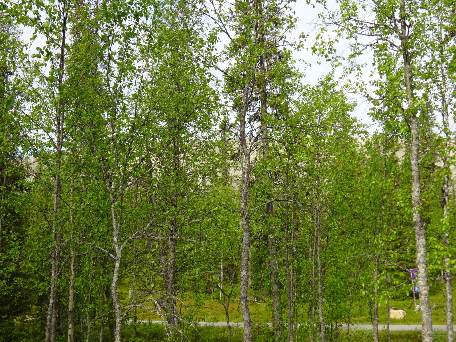 Sekametsän koivuissa on vehreä lehvästö.