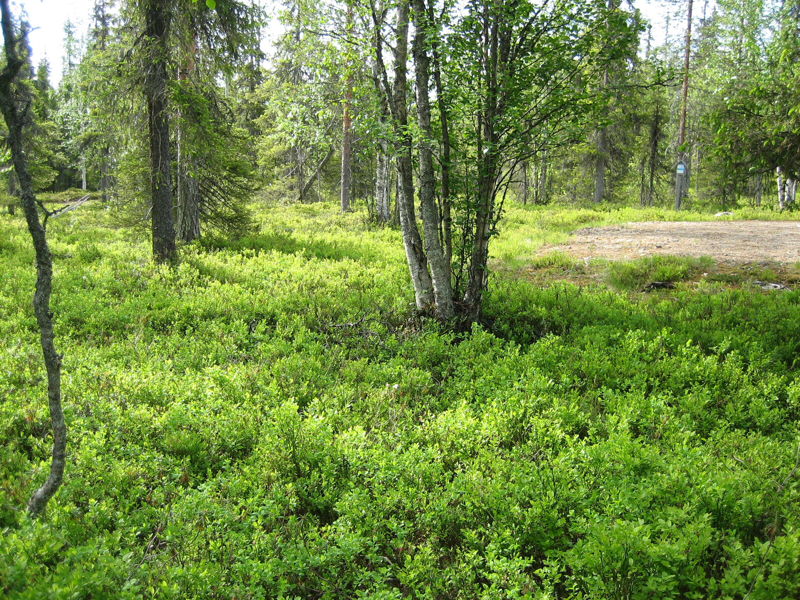 Havupuuvaltaisessa metsässä on runsaasti mustikanvarpuja. Oikealla on tasainen hiekoitettu alue.