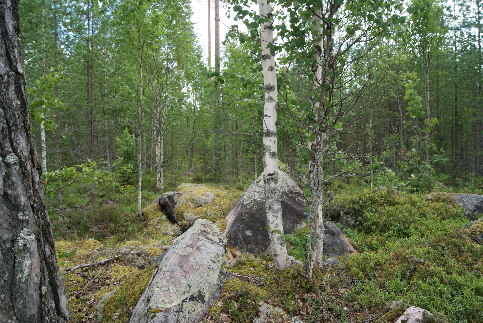 Tiheäkasvuisen sekametsän edustalla on suuria kiviä ja etualalla kaksi koivua.