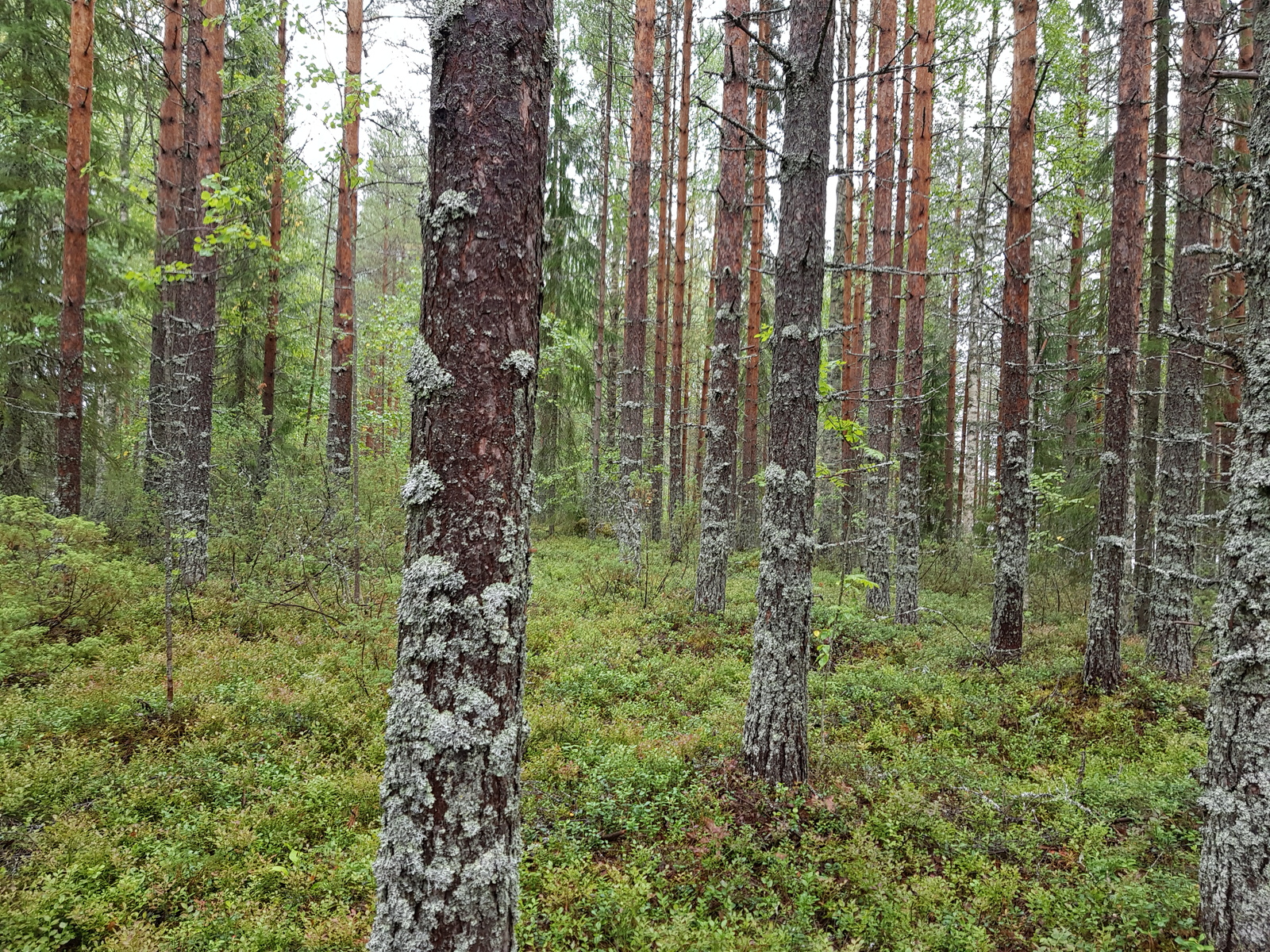 Mäntyvaltaisessa metsässä kasvaa myös kuusia, katajia ja lehtipuita.