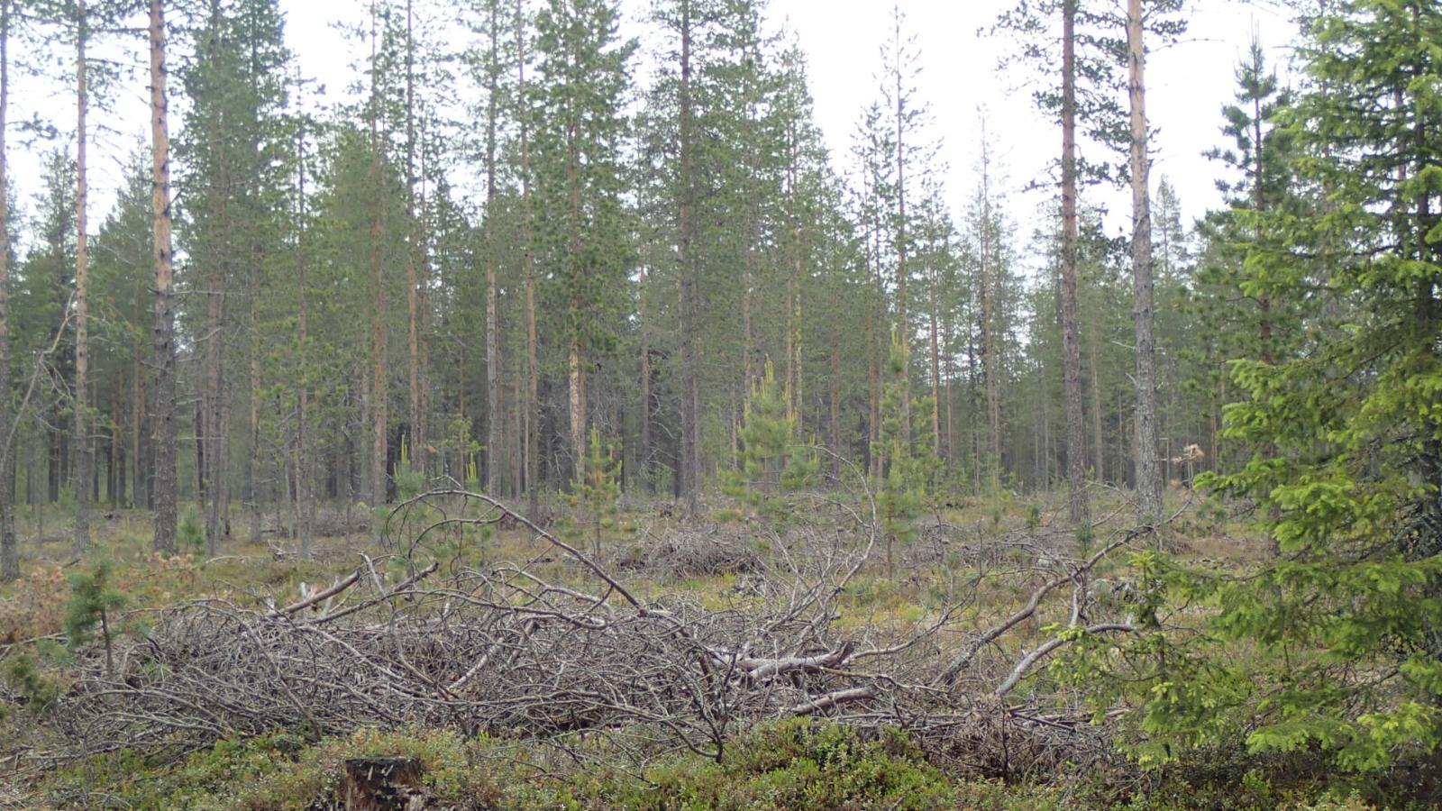 Karsittuja oksia avaran havumetsän edustalla.