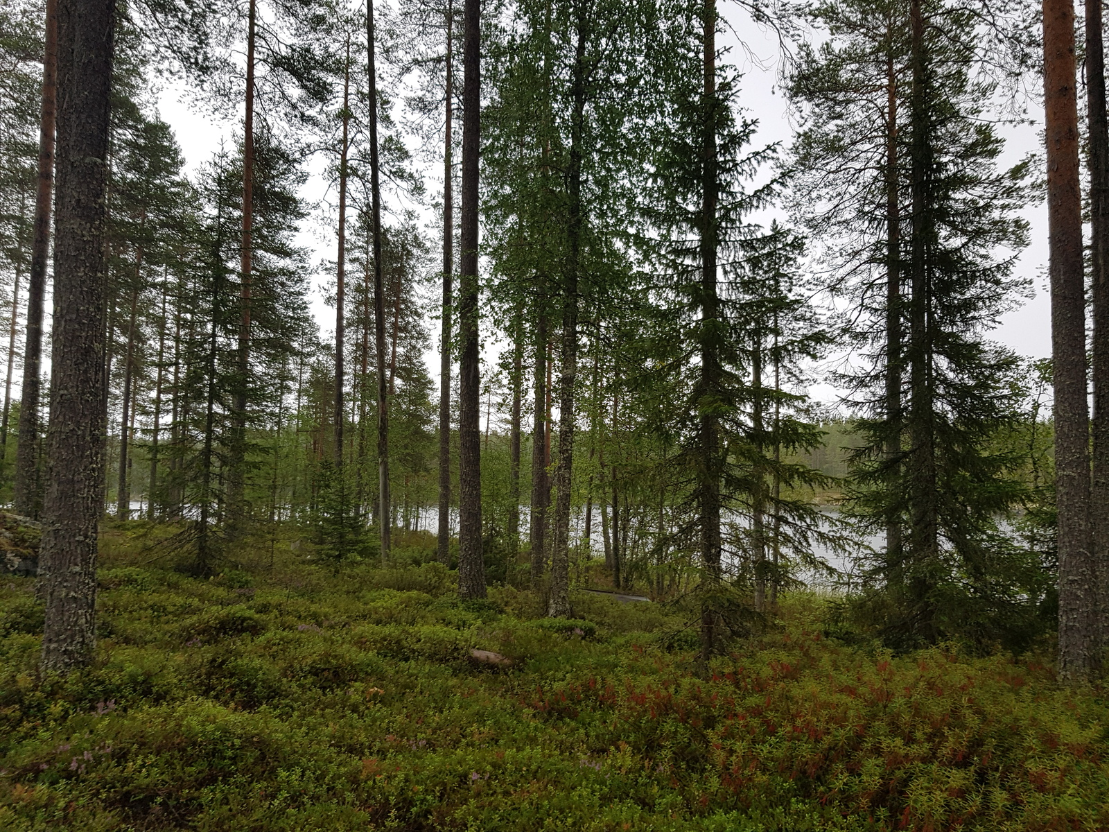 Rannan tuntumassa kasvavan havupuuvaltaisen metsän takana häämöttää järvi.