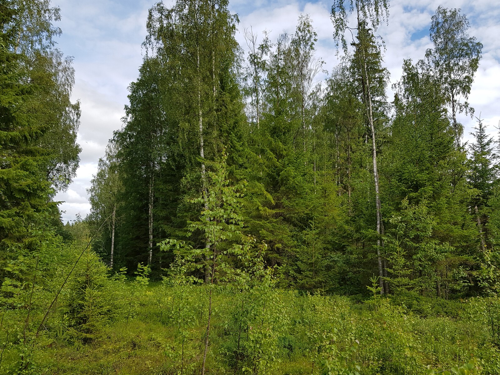 Vehreä sekametsä, jonka edustalla kasvaa taimia.