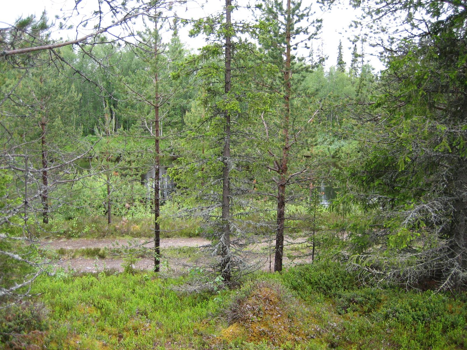 Mökkitie kulkee metsän halki Kemijoen varrella.