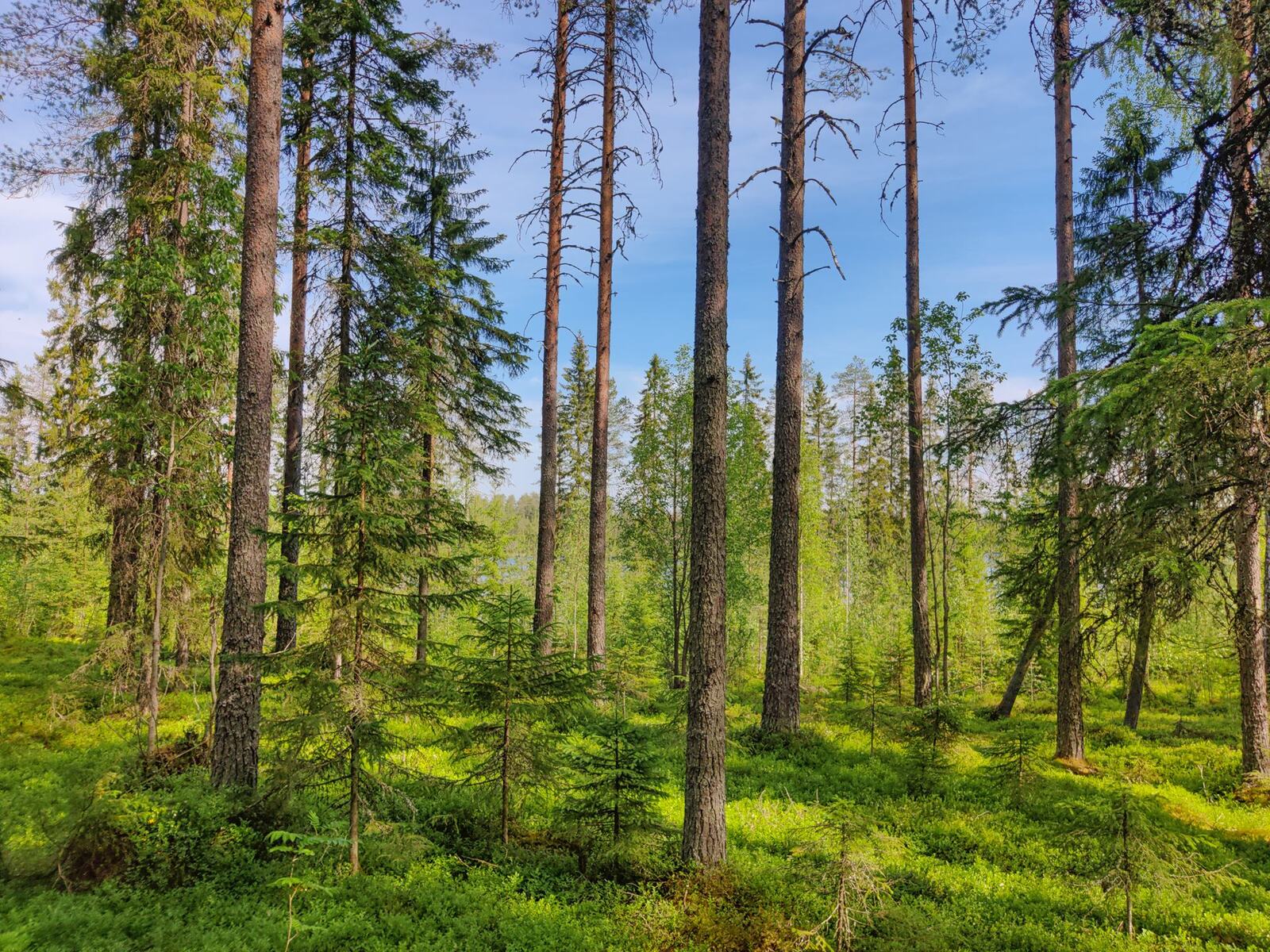 Aurinko paistaa kesäiseen havupuuvaltaiseen metsään.