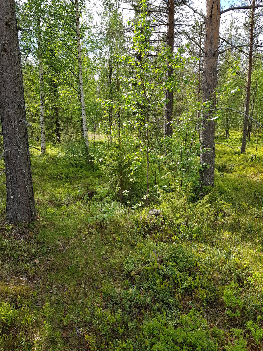 Kesäisessä sekametsässä kasvaa mäntyjä, kuusia, katajia ja koivuja.