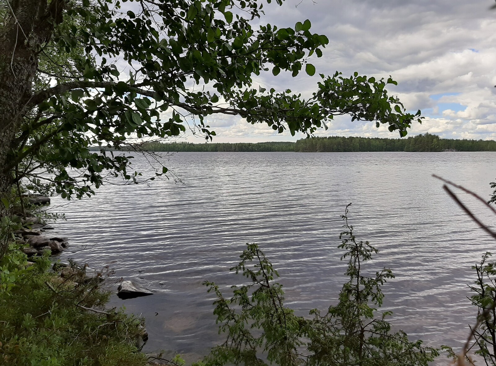 Lepän oksat ja kataja reunustavat kesäistä järvimaisemaa. Rantavedessä on kiviä.