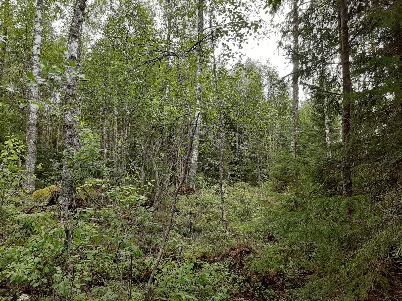 Tiheäkasvuisessa sekametsässä on sammalpeitteisiä kiviä.