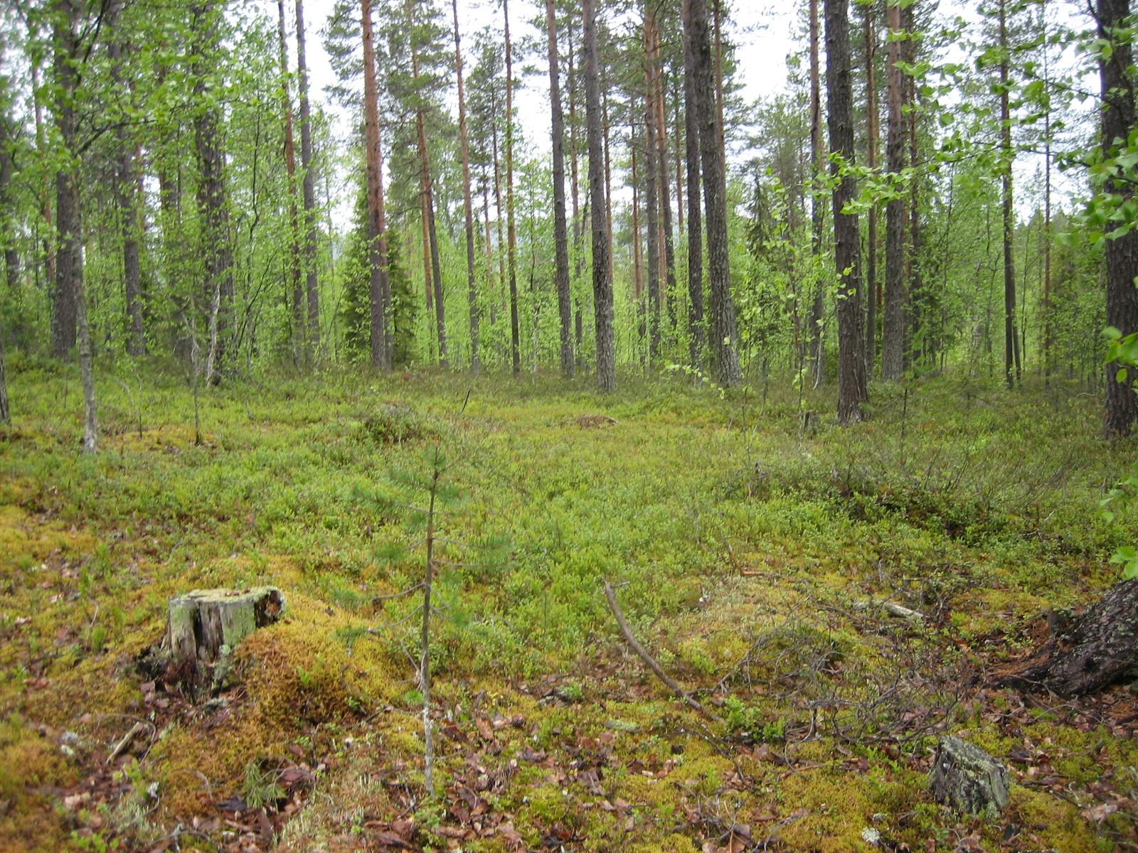 Kesäisessä sekametsässä kasvaa koivuja, kuusia ja mäntyjä.