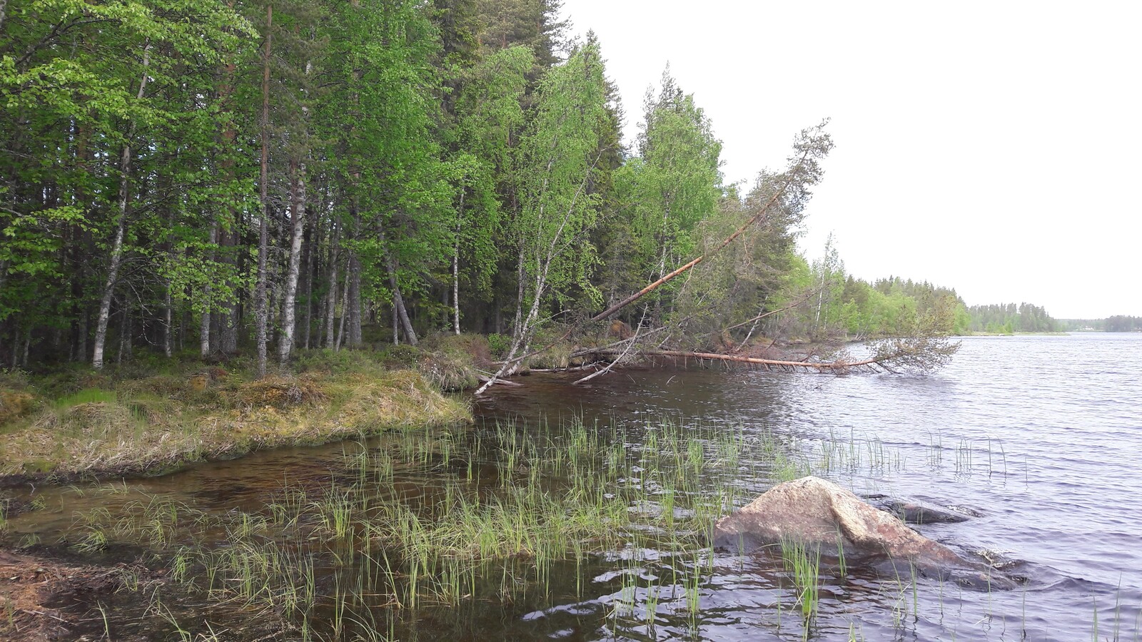 Sekametsä reunustaa järveä oikealle kaartuvassa rantaviivassa. Rantavedessä on kivi ja vesikasveja.