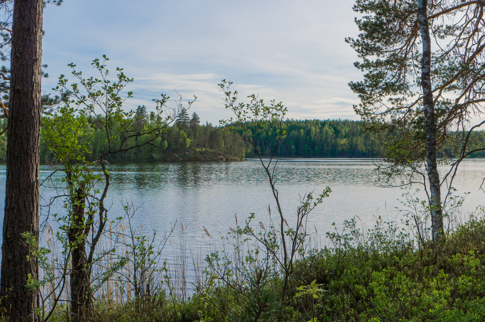 Muutaman rannalla kasvavan puun takana avautuu kesäinen järvimaisema. Vastarannalla on kallio.