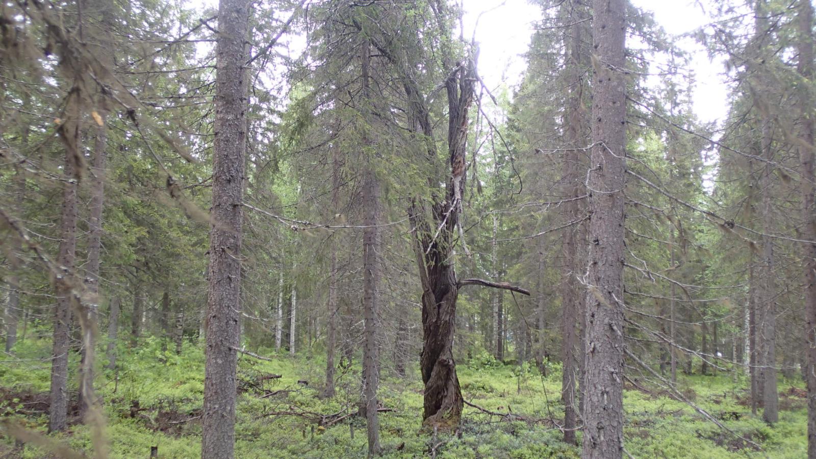 Kuusivaltaisessa metsässä kasvaa myös muutamia koivuja.