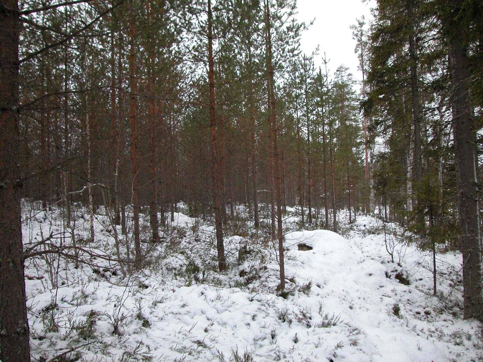 Maa on lumen peitossa mäntyvaltaisessa metsässä.