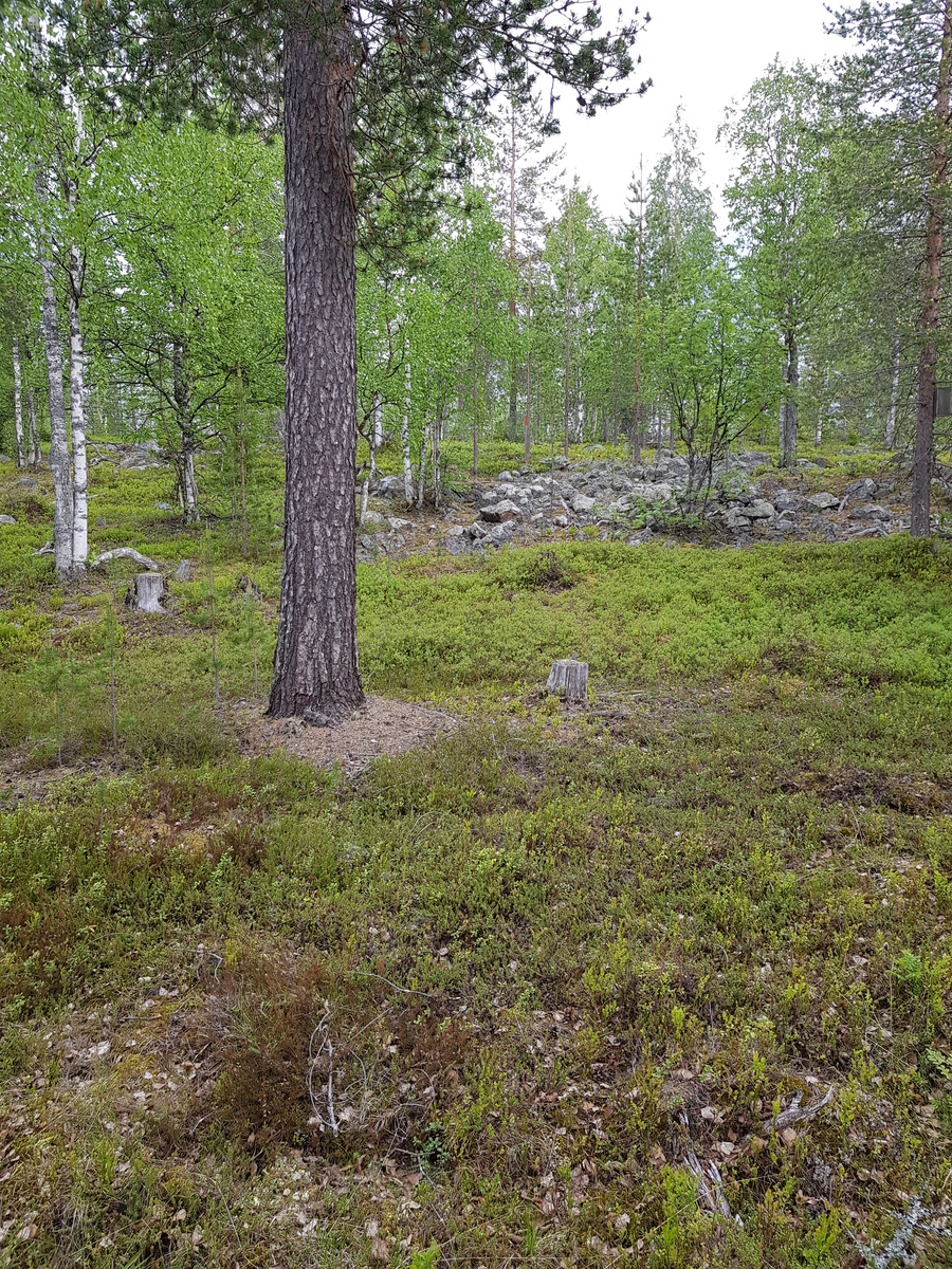 Kesäinen sekametsä. Takaoikealla on kivirakkaa, etualalla on kantoja ja suuri mänty.